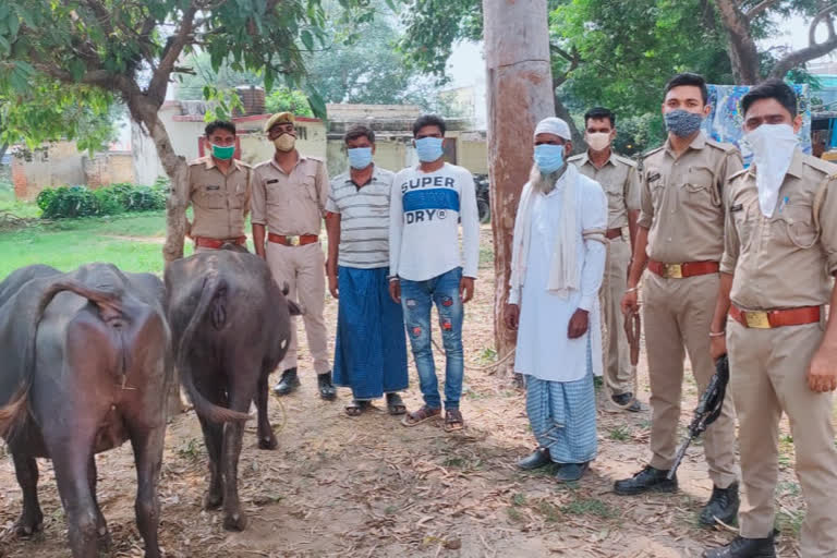 cattle smugglers arrested