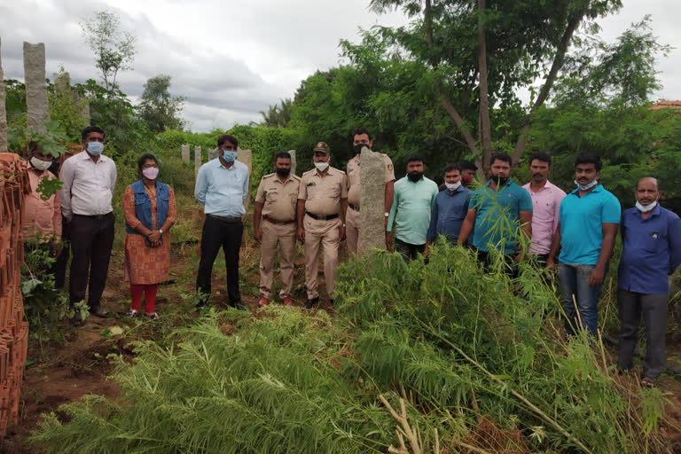 ಅಕ್ರಮವಾಗಿ ಬೆಳೆದಿದ್ದ ಗಾಂಜಾ