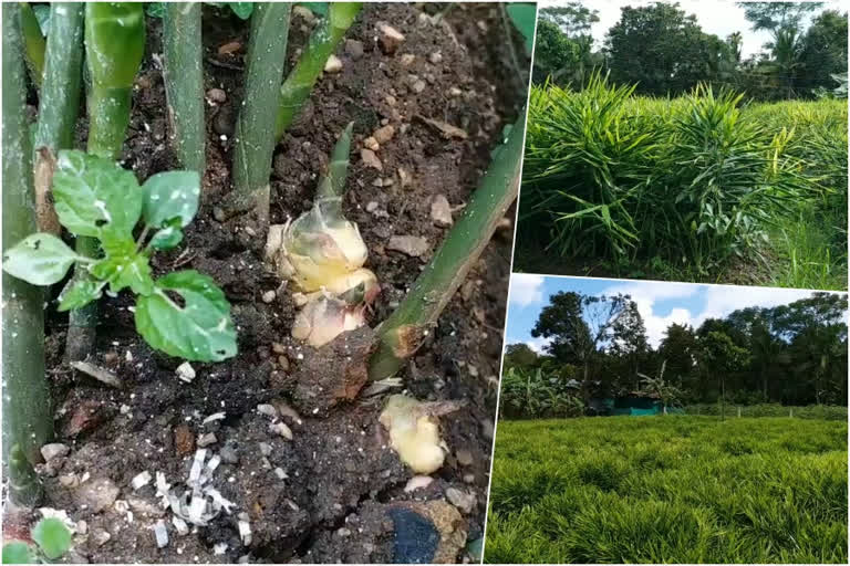 വയനാട്  ഇഞ്ചി കൃഷി  കർണാടക  ആത്മഹത്യ  കുടക്  wayanad  ginger  cultivation  price drop  market down