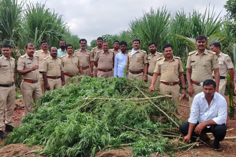 37kg ganja seize by Excise Department; Two accused arrested