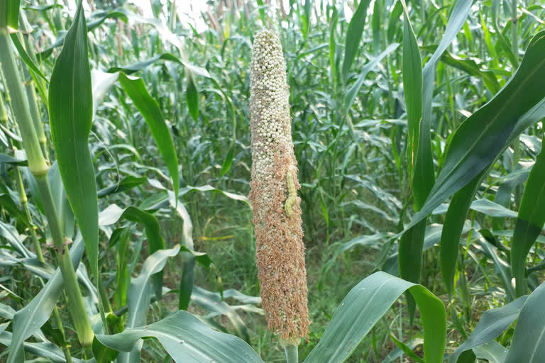 Worm's crop is ruining the millet crop in morena