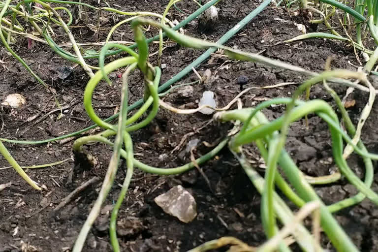 Jalebi disease destroyed onion crop