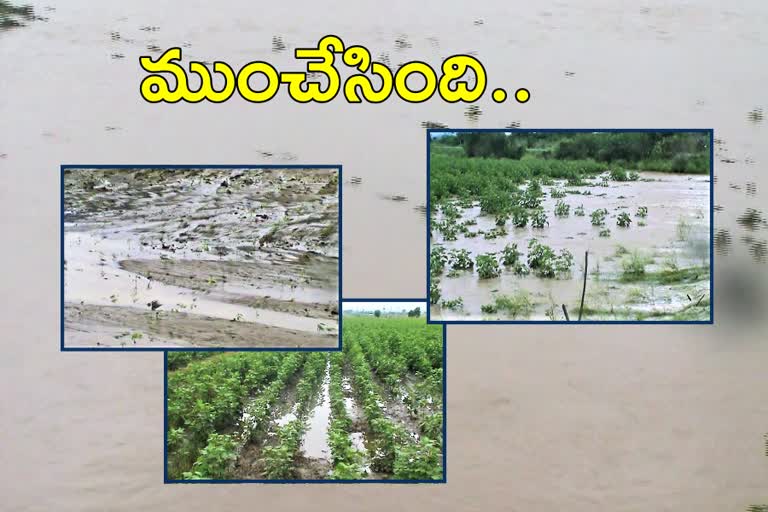 premature-rain-given-immense-crop-damage-to-farmers-in-nagarkurnool