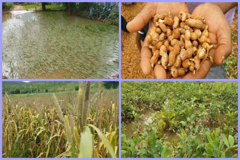 farmer crop lossed by the heavy rains