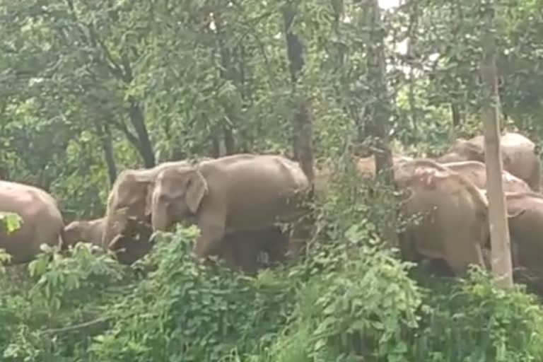 elephants destroying crops in narharpur block kanker