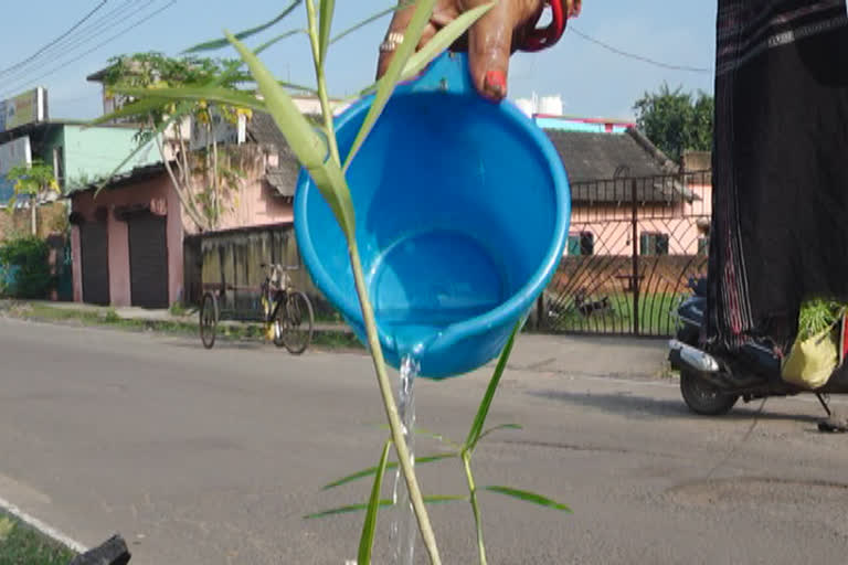 tree plantation