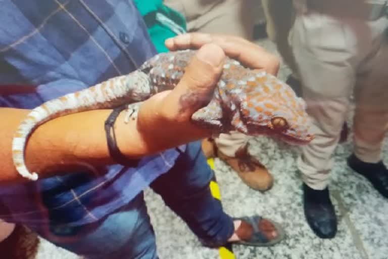 rare-species-of-wildlife-recovered-in-patna