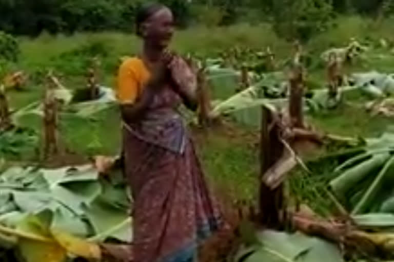 4-acre banana farm destroyed; video going to viral