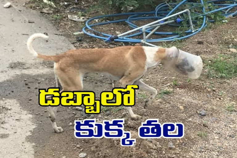 The dog's head stuck in the box in jagityal district