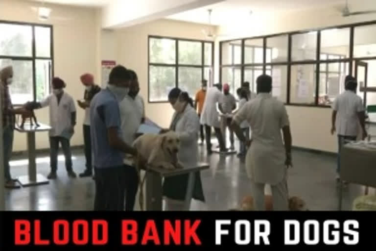 Blood bank for dogs