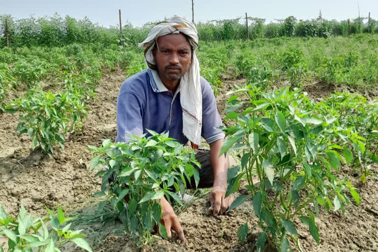 btech-pass-youth-in-varanasi-is-earning-millions-by-farming