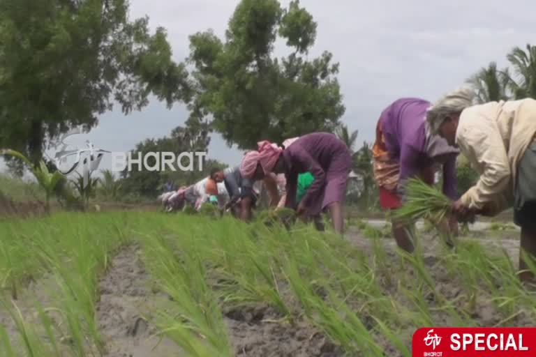 tamilnadu-delta-farmers-worry-about-low-paddy-price