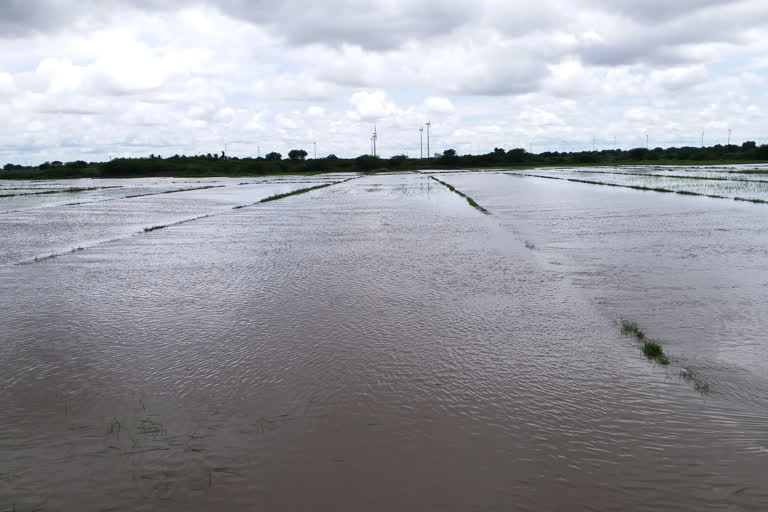 crop loss due to heavy rains in uravakonda ananthapuram district