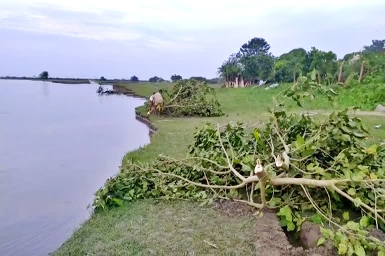 Erosion of Brahmaputra in chaigaon kamrup assam etv bharat news