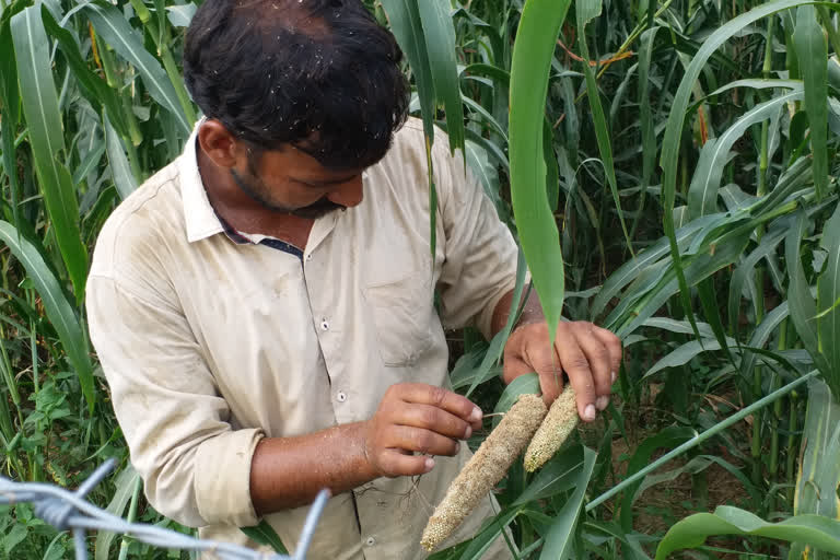 Survey of Bajra crop will be done soon