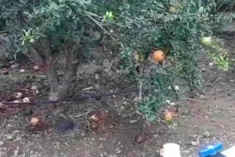 manganese disease attack on pomegranate crop