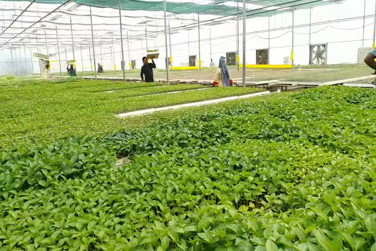 Govt established Excellence Center in palwal to promote horticulture farming