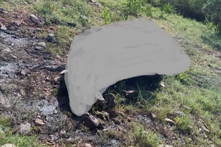 elephant died in bandipur reserve forest