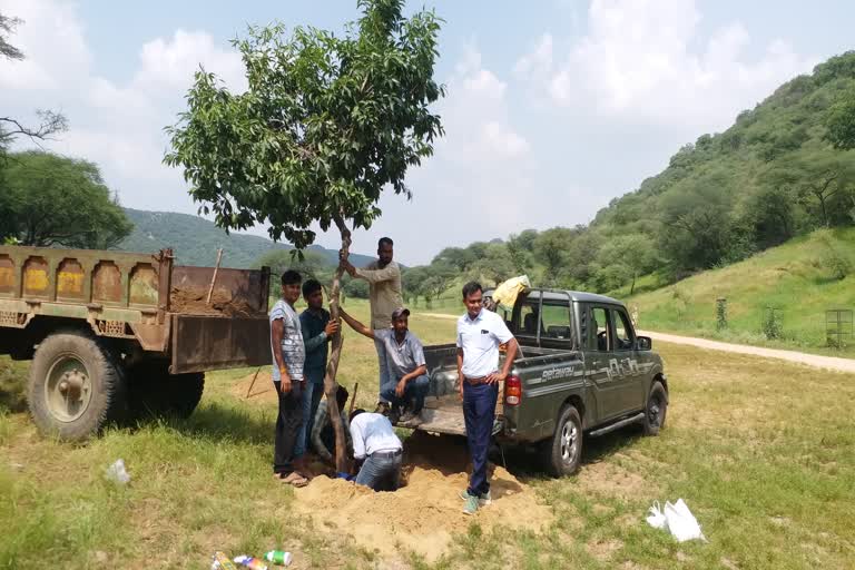 Forest Department transplanted trees