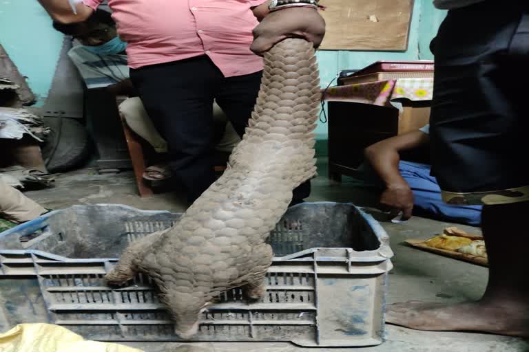 pangolin recovered at Morigaon