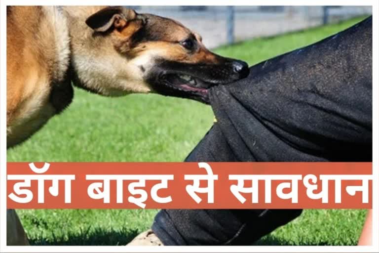 special-story-on-dog-bite-case-growing-in-jagdalpur