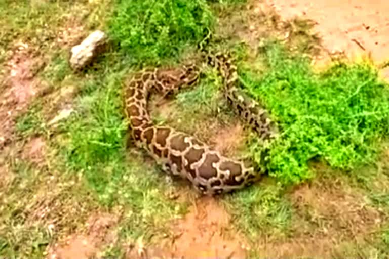 python swallowed goat in krishnagiri