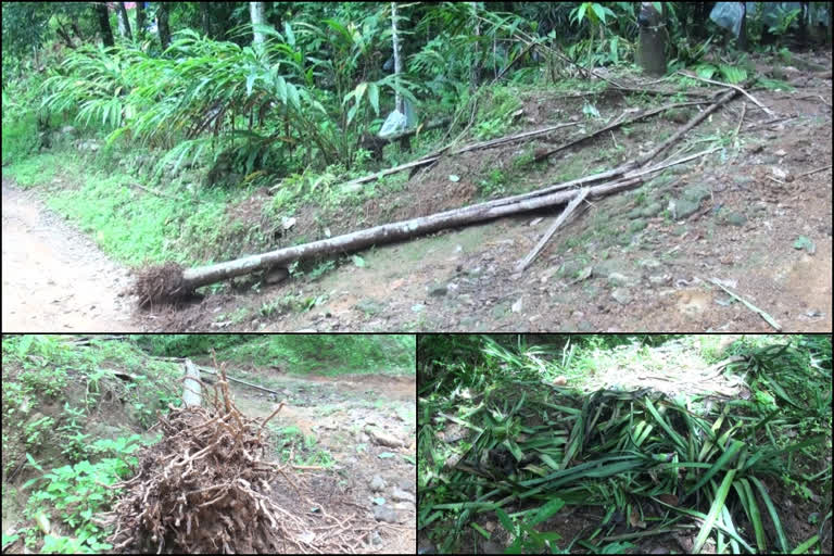 ഇടുക്കിയിൽ ആനശല്യം കൂടുന്നു  ആനശല്യത്തിൽ ഉഴഞ്ഞ് കർഷകർ  ഇടുക്കിയിൽ ആനശല്യം  elephant destroys fields in idukki  elephant destroys fields  fields destroyed