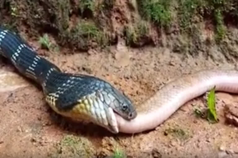 Snake swallowing another snake: Video makes Goosebumps in karnataka