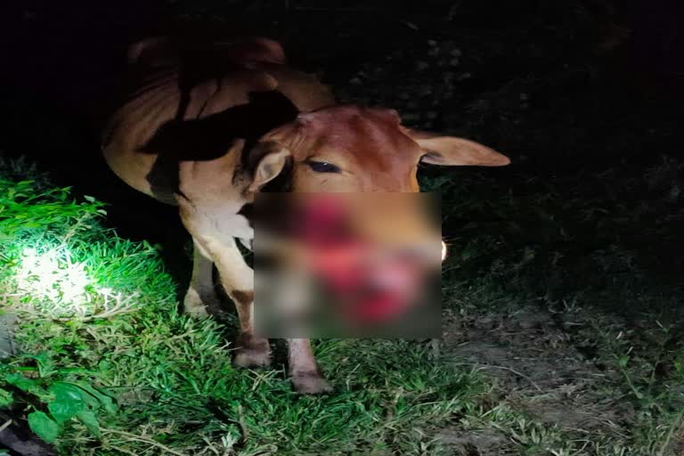 Bomb exploded in cow's mouth