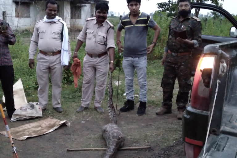 Forest department along with the villagers did the dragon's rescue