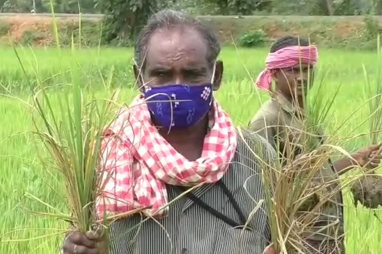 farmer problem  in subarnapur