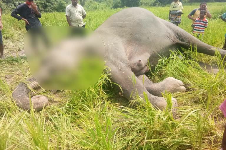 Wild elephant died in ranchi