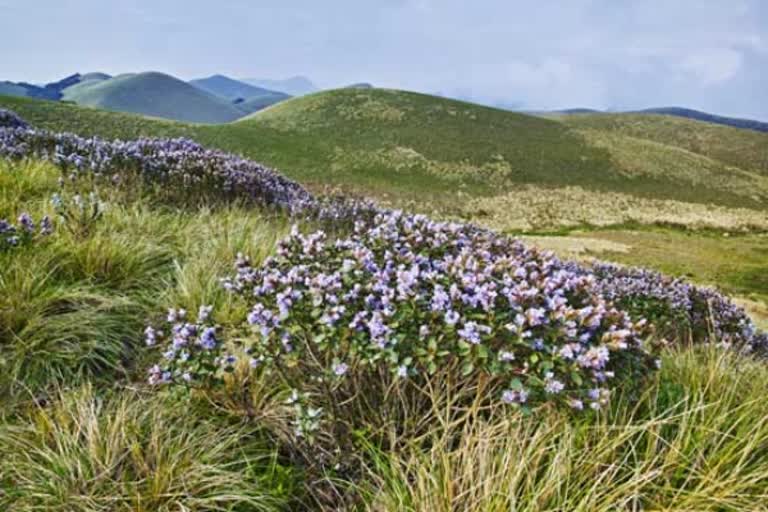 The worlds unique flower which blooms only once in 12 years are back in Pachmarhi of Madhya Pradesh