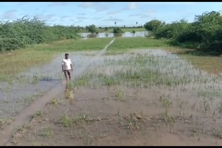 The crops were damaged by heavy rains in Chitradurga