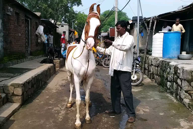 etv bharat special report on horse businessmen at hingoli