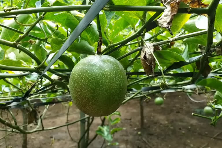 വയനാട്  wayanad  passion fruit  പ്രതിസന്ധി  farming  കൃഷി  പാഷൻ ഫ്രൂട്ട്