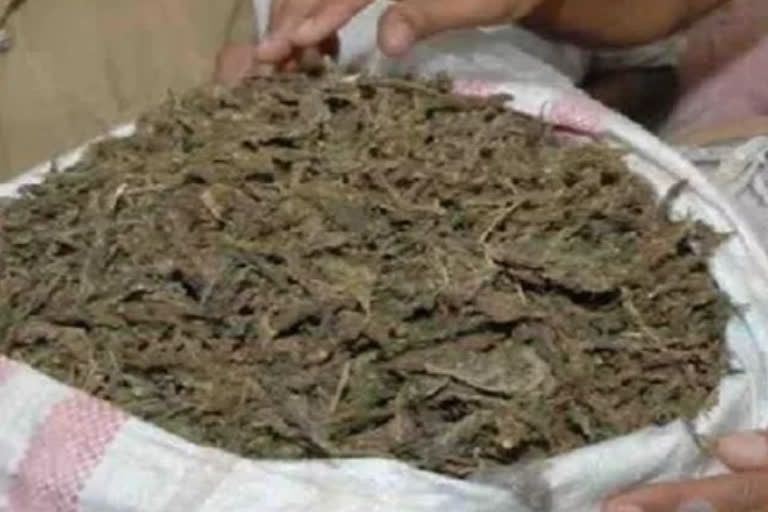 ganja seize in gajapati, two arrested