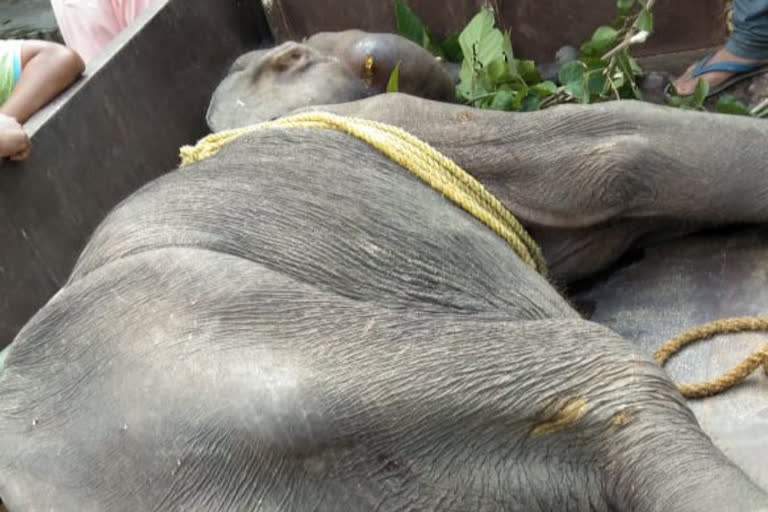 Injured elephant rescued at Chandubi