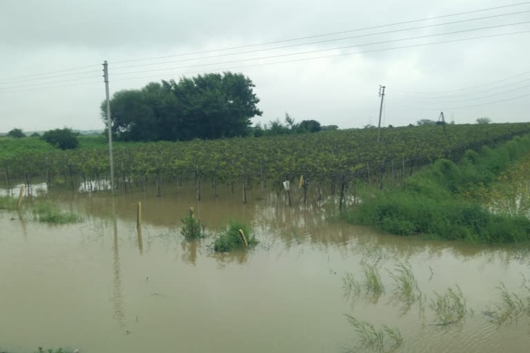 loss of farmers due to solapur dhule highway road contractors mistake