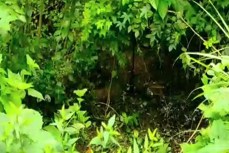 Parasinikkadavu Canal Road  Dumping of waste news  പറശിനിക്കടവ് കനാല്‍ റോഡ്  പറശിനിക്കടവ് വാര്‍ത്തകള്‍  കണ്ണൂര്‍ വാര്‍ത്തകള്‍  kannur news