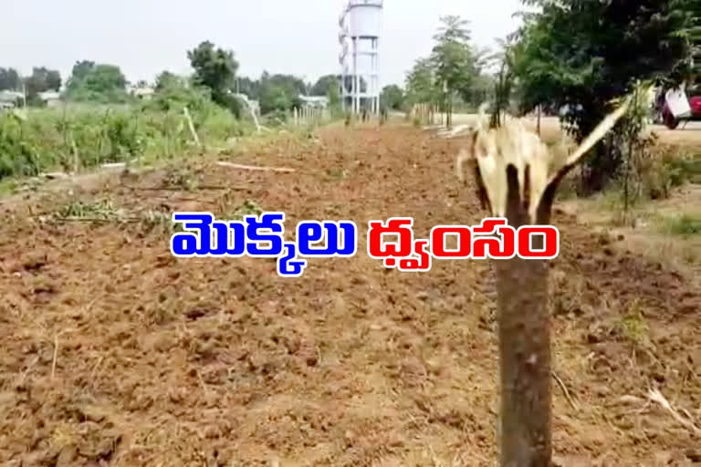 haritha-haram-plants-were-destroyed-in-peddapalli-district