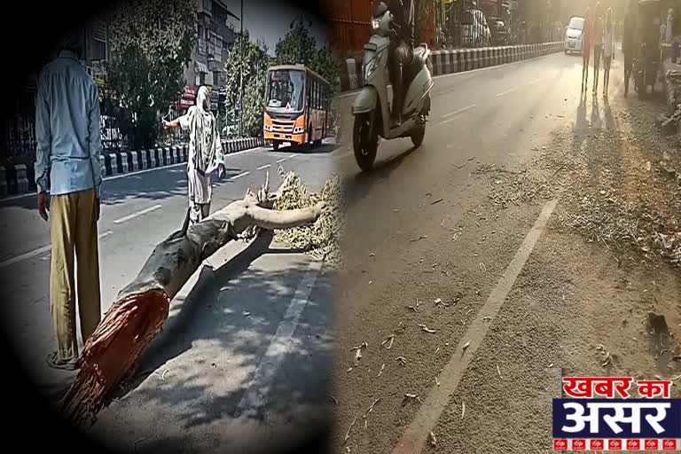 tree removed from vikaspuri main road after etv bharat news coverage in delhi