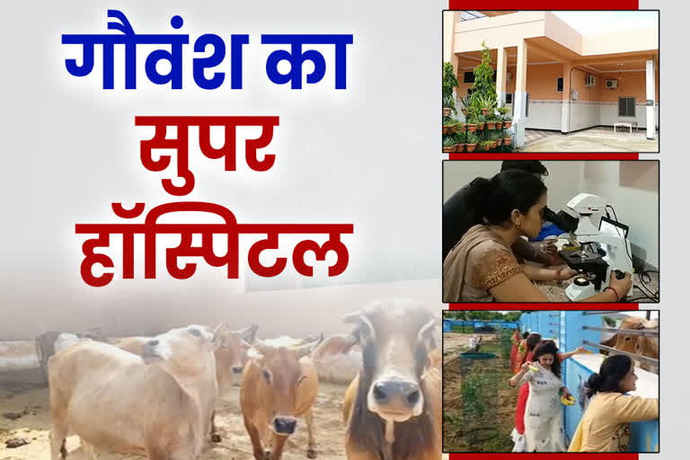 Super Speciality Veterinary Hospital, Veterinary Hospital in rajasthan,Veterinary Hospital in jhunjhunu, Super hospital for Cows, सुपर स्पेशलिटी पशु चिकित्सा अस्पताल,  राजस्थान में पशु चिकित्सालय,  गायों के लिए अस्पताल