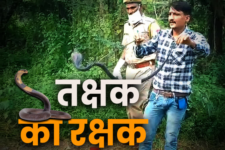 Poisonous snakes in rajasthan,  Snake bite death,  rajasthan news in hindi,  special news of rajasthan,  catch poisonous snakes,