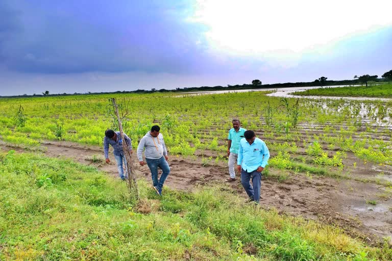 Crops destroyed from heavy rain in Vijayapura