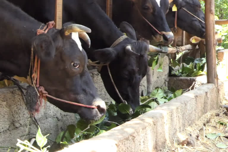 ഇടുക്കി  idukki  ക്ഷീരകർഷകർ  Dairy farmers  subsidized fodder  സബ്സിഡി  കാലിത്തീറ്റ  fodder  ഡയറി