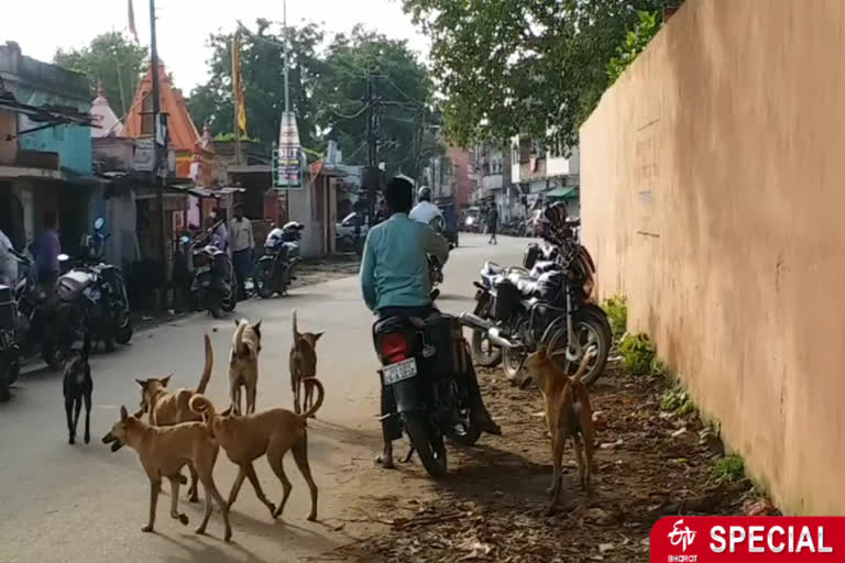 stray dogs in koderma