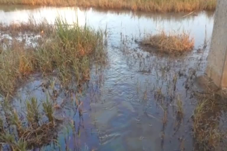 Floods and Toxic oil destroyed Farm