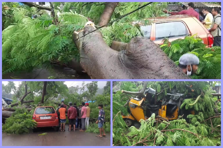 big tree collapsed on the road