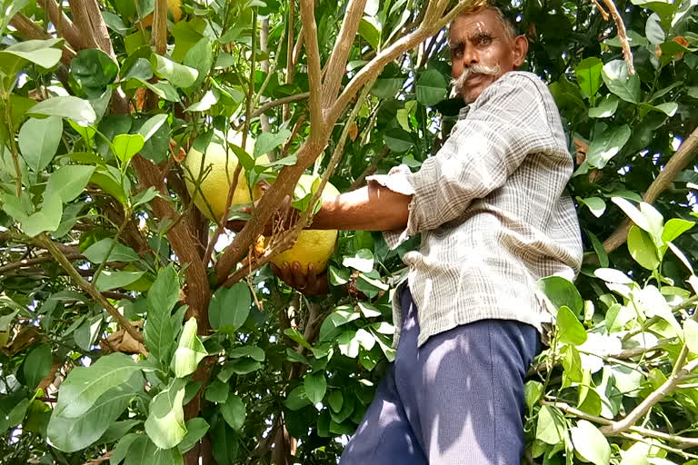 Farmer grown 2 kg 100 mosambi